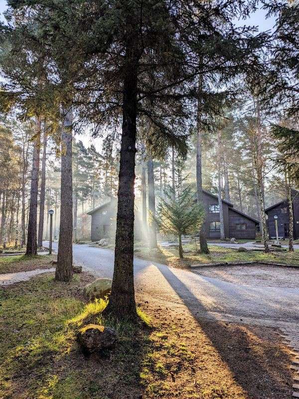 Sunlight streams through tall pine trees, casting long shadows across a curving gravel path. Wooden cabins sit among the forest, with misty rays illuminating trunks, ground, and a small evergreen.