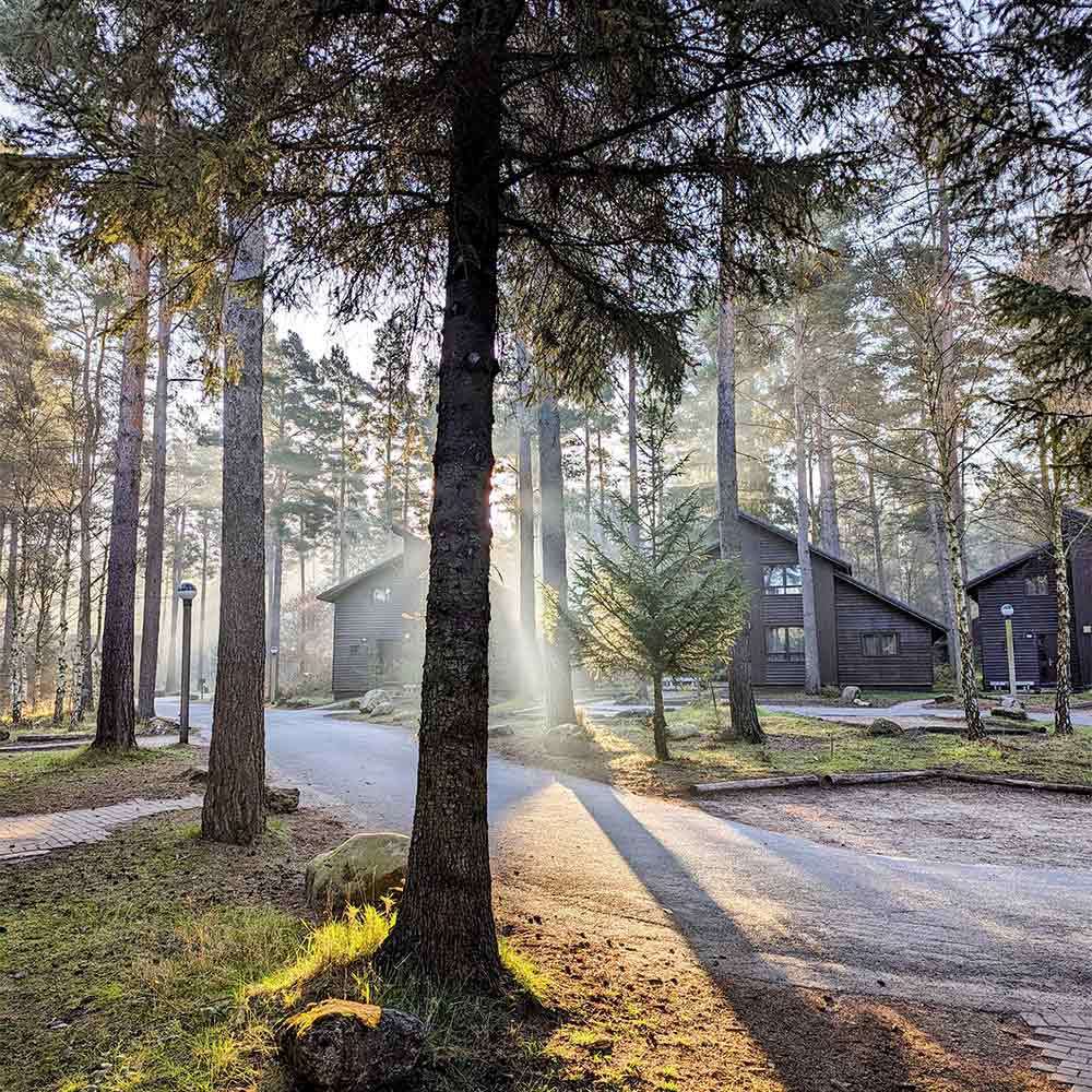 Wooden cabins sit among tall pine trees, morning sunbeams streaming through trunks and casting long shadows across a curving path and small clearing, creating a quiet forest retreat setting.