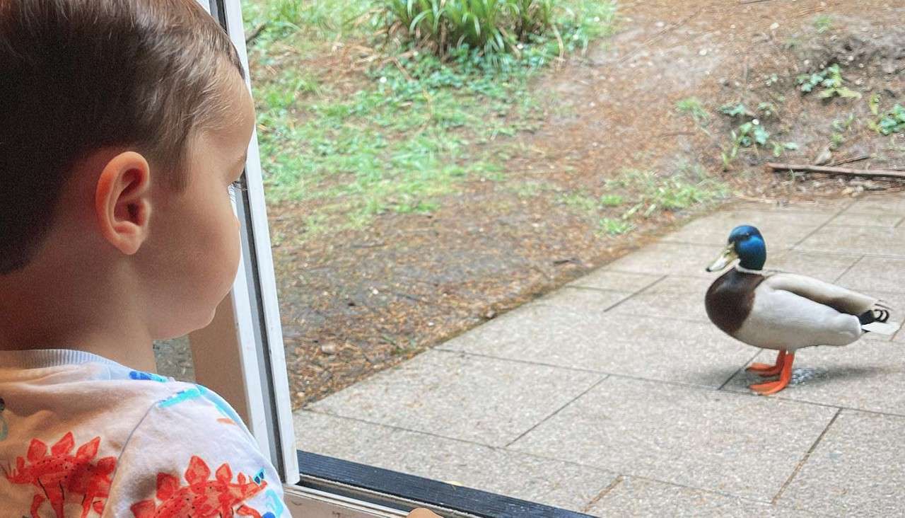 Child watches a mallard duck standing on a patio. The duck faces the doorway as the child looks from inside. Context: open door threshold, paving, garden soil and grass beyond.