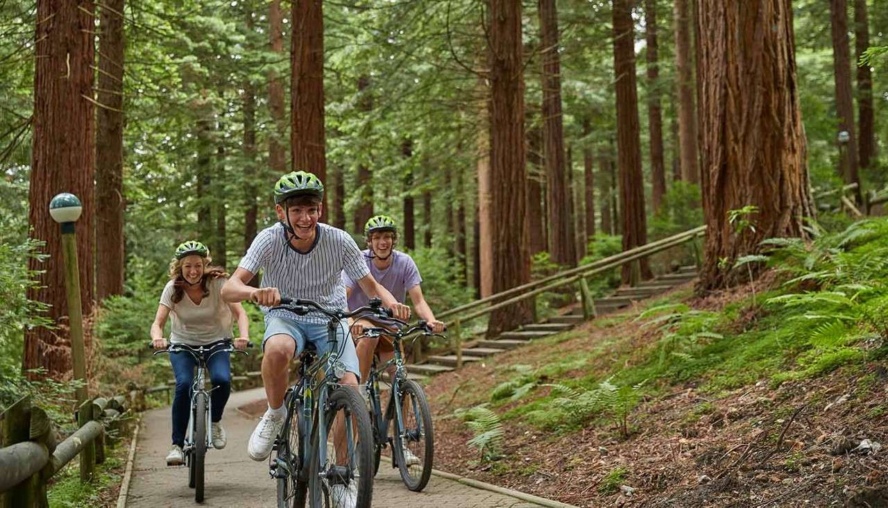 Three cyclists pedal uphill on mountain bikes, smiling and focused, along a narrow paved path. Towering trees, ferns, wooden railings, and small lamp posts frame the forested setting.