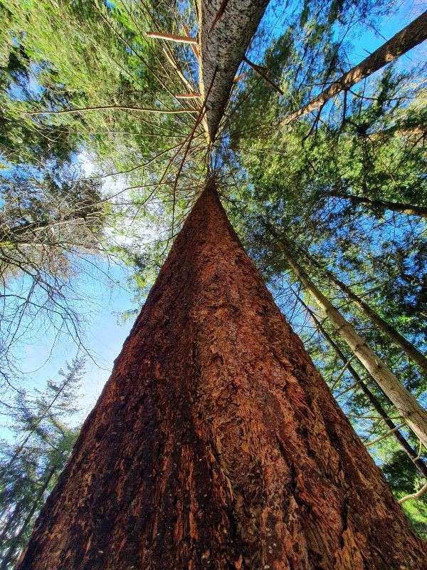 Towering tree trunk rises upward, converging branches overhead, seen from the base. Surrounding evergreens encircle it, with blue sky and sunlight filtering through the forest canopy.