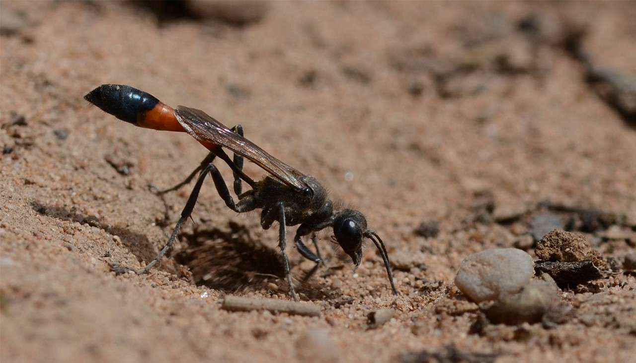 Slender wasp with orange-banded abdomen probes the sandy ground, front legs and mandibles working near small pebbles, in bright daylight on a dry, open patch of soil.