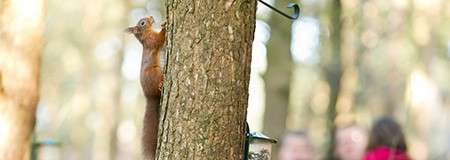 Squirrel clings to a tree, peeking around the trunk; sunlit woodland surrounds it, with metal hooks on the trunk and blurred people in the background.