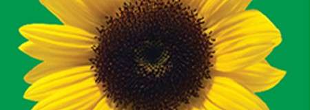 Sunflower blooming, its dark seed-filled center ringed by bright yellow petals, set against a flat, vibrant green background.