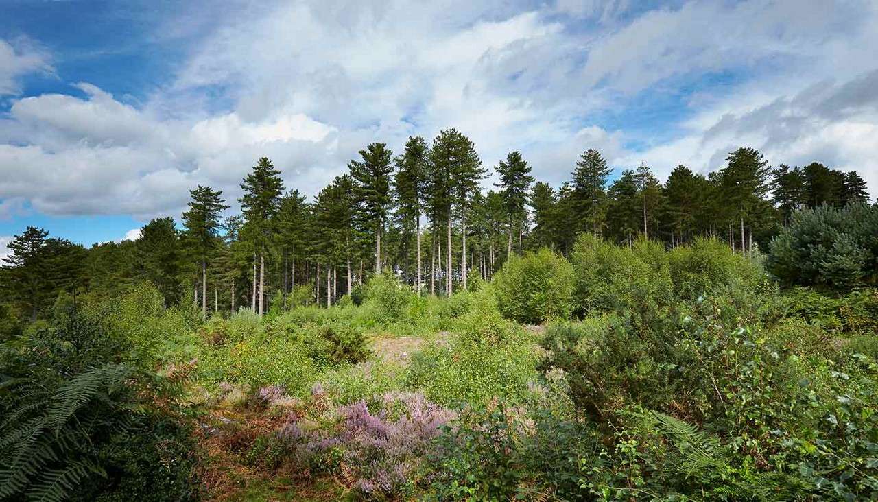 Tall pine trees rise over dense undergrowth, bordering a sunny clearing; shrubs, heather, and ferns fill the foreground beneath a partly cloudy blue sky.