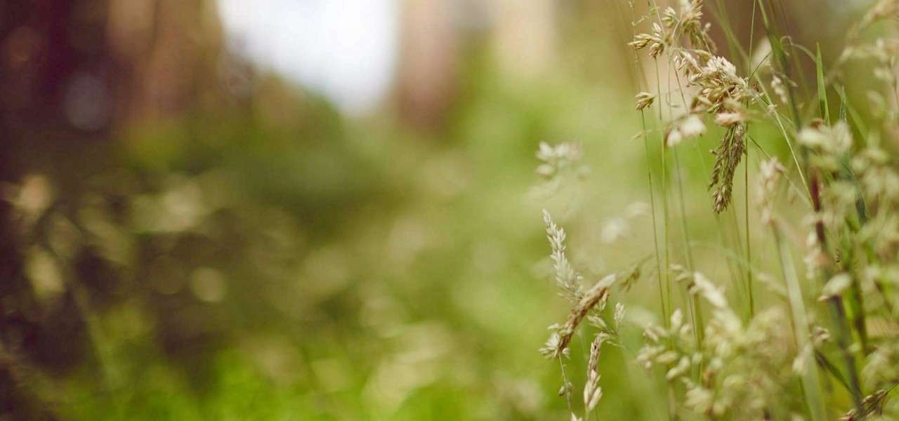 Tall grass seed heads sway gently, foreground in sharp focus; in the context of a sunlit meadow with soft green bokeh and blurred trees in the background.