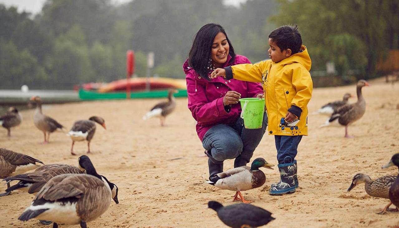 Child in yellow raincoat tosses feed from a green bucket to ducks, while an adult kneels beside smiling, on a sandy lakeshore with geese, boats, and trees in the background.