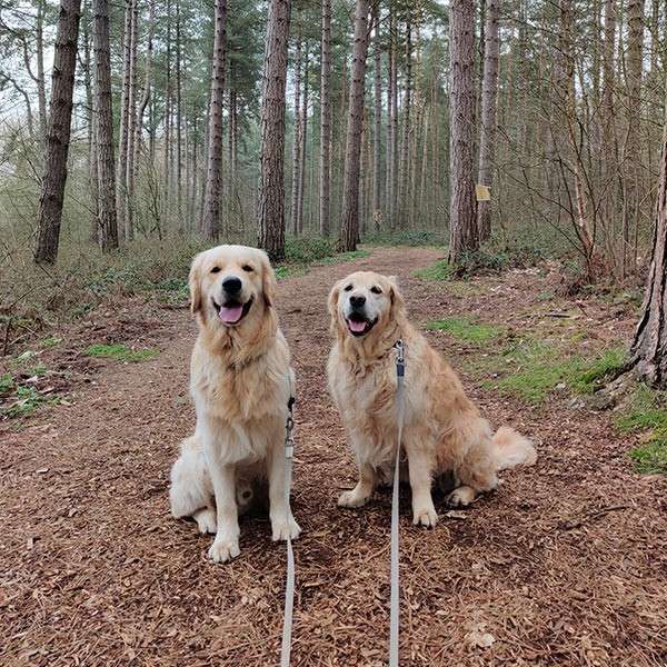 Two golden retrievers sit and face the camera, leashed and panting, on a dirt trail. Tall pine trees surround the path in a quiet forest with sparse undergrowth.