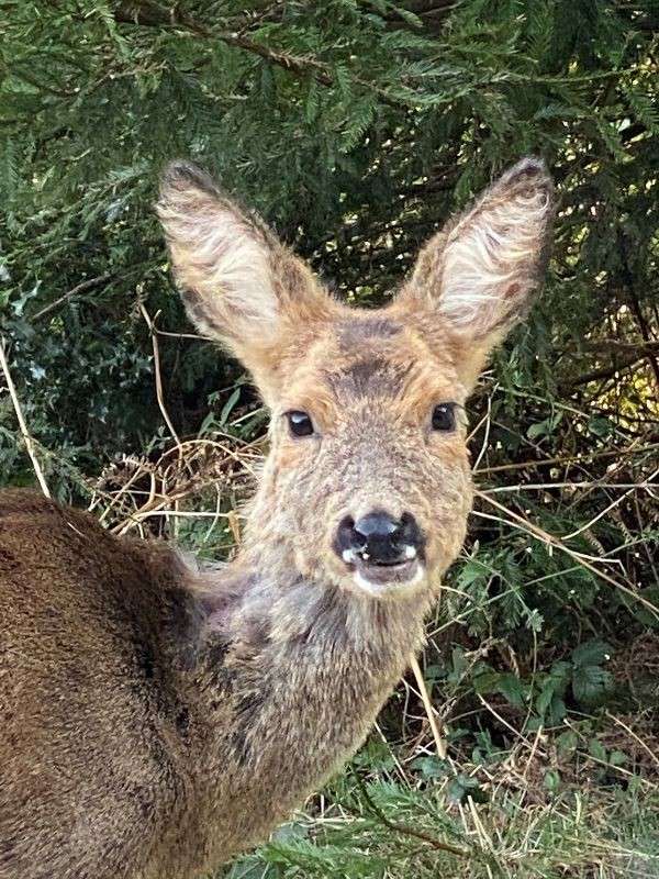 Deer faces forward, gazing at the camera with mouth slightly open, ears upright. It stands beside dense green shrubs and tangled undergrowth at a woodland edge, sunlight filtering through leaves.