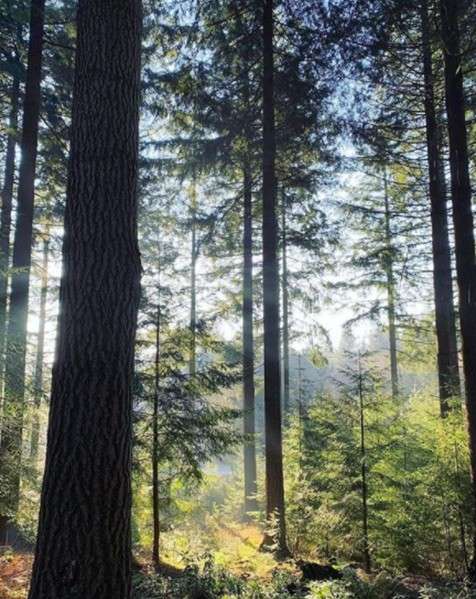 Towering conifer trunks filter sunlight, casting shafts across ferns and saplings in a dense forest. Morning light pierces the canopy, illuminating mist and creating dappled shadows on the woodland floor.