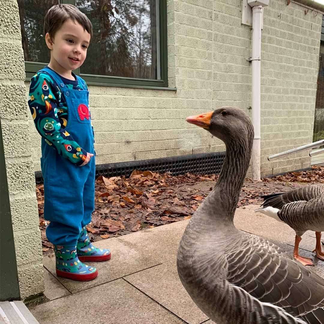 Goose stands facing a small child, both observing each other. They are on a patio beside a brick building, with fallen leaves, a window, and another goose partially visible.