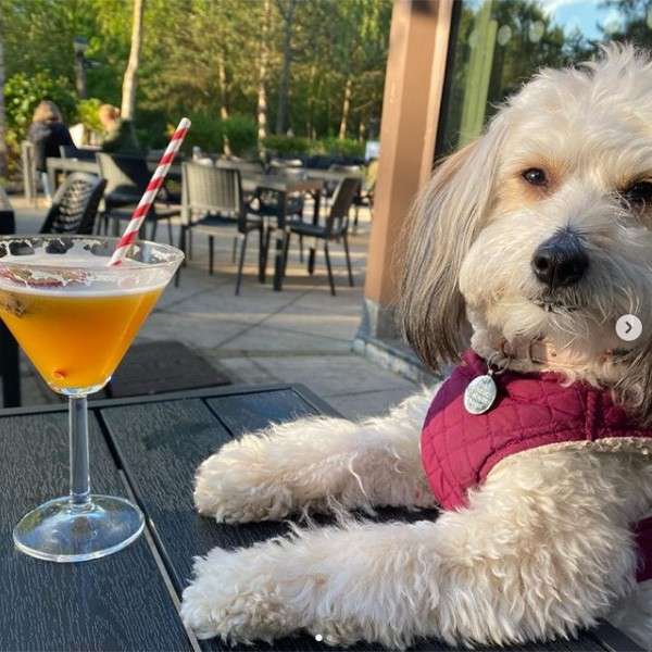 Small fluffy dog in a maroon vest rests paws on a patio table, looking at the camera; beside it, a cocktail with striped straw; outdoor café seating and trees behind.