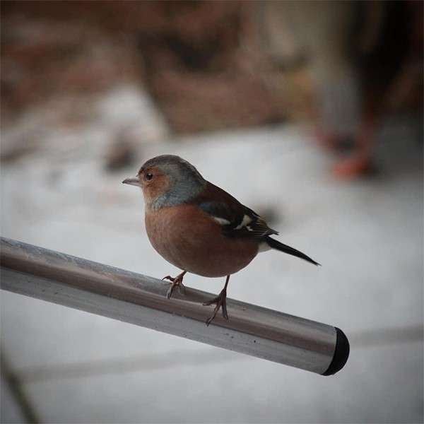 Small bird with gray head and rust belly perches on a slanted metal rail, looking left; blurred patio tiles and muted background shapes suggest an outdoor setting.