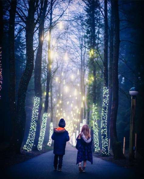 Two children walk down a tree-lined path, gazing upward, as warm string lights wrap trunks and dangle overhead, illuminating a misty forest at dusk.