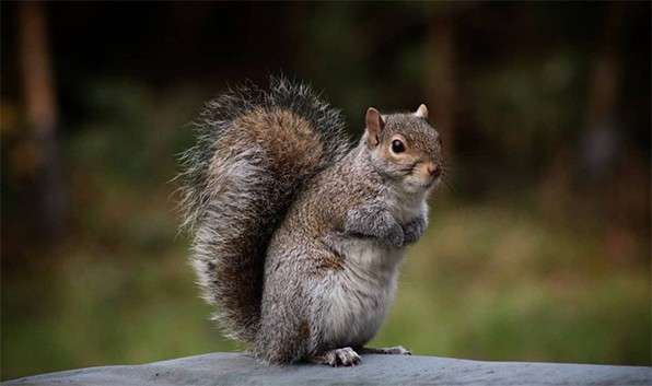 A gray squirrel stands upright with forepaws tucked and bushy tail arched, perched on a flat surface against a blurred green woodland background.