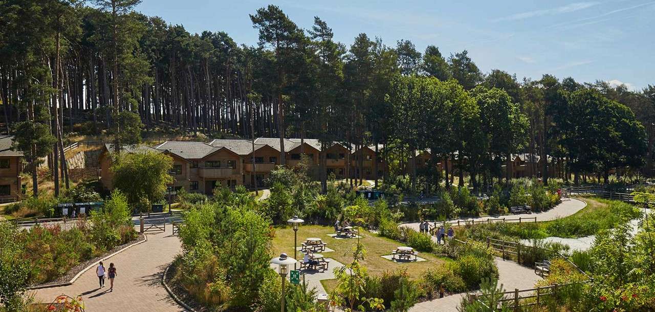 Wooden holiday lodges line a forest edge, overlooking people walking winding paths and sitting at picnic tables, within landscaped greenery, fences, and tall pine trees under clear daylight.