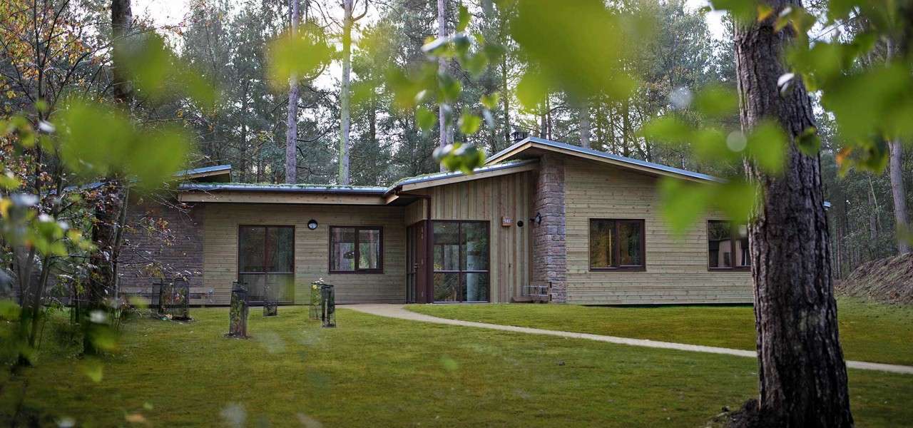Single-story wooden cabin sits among tall pine trees, fronted by large windows and a glass door, as a narrow path curves across a manicured lawn; leaves frame the foreground.