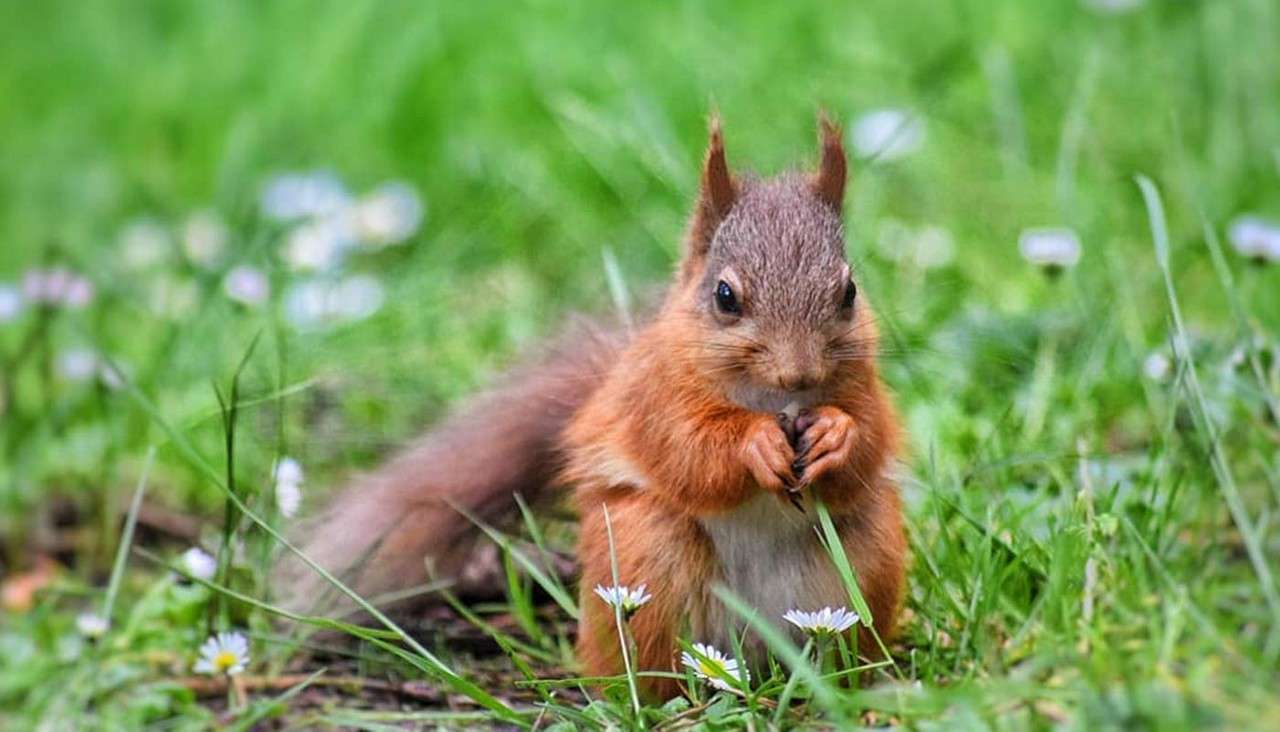 A small red-brown squirrel sits upright, clutching something between its front paws, on a grassy patch dotted with tiny white flowers, with a soft, blurred green background.