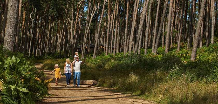 Family walks together along a wide dirt path, one adult carrying a child, in a sunlit pine forest bordered by tall trees, ferns, and grasses.