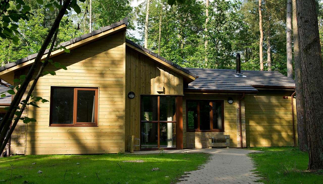 Wooden cabin sits among tall trees, receiving sunlight. A paved path curves to glass doors and windows, with a sloped roof and lawn surrounding it in a quiet forest setting.