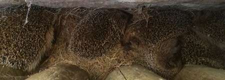 Hedgehogs huddle asleep, curled into spiny mounds on dry straw beneath a low wooden ledge in a dim, cramped shelter.