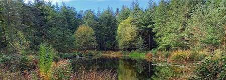 Pond reflects tall evergreen and deciduous trees, bordered by reeds and grasses, in a forest clearing under blue sky.