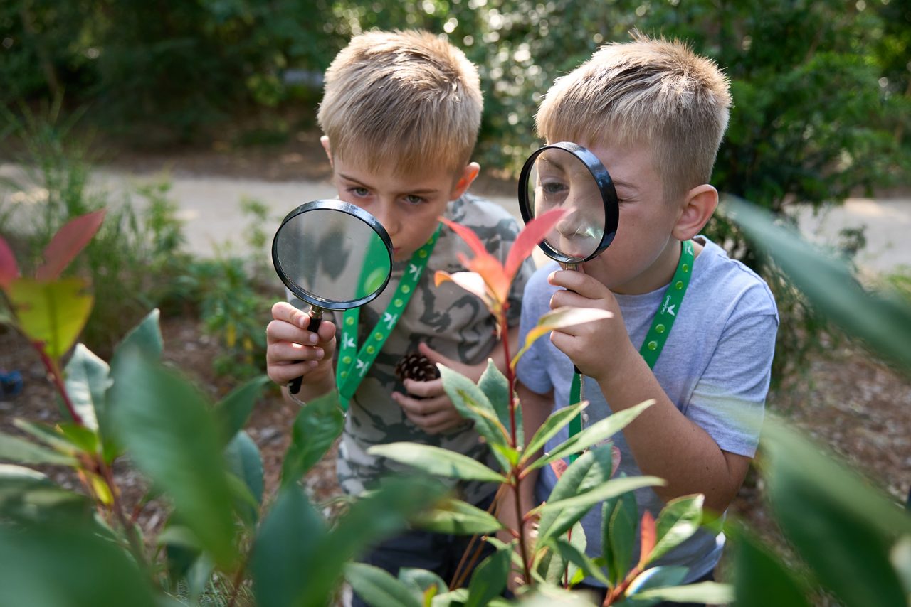 Two children use magnifying glasses to examine plant leaves; one holds a pine cone. They lean over foliage in an outdoor garden near a dirt path, wearing green lanyards.