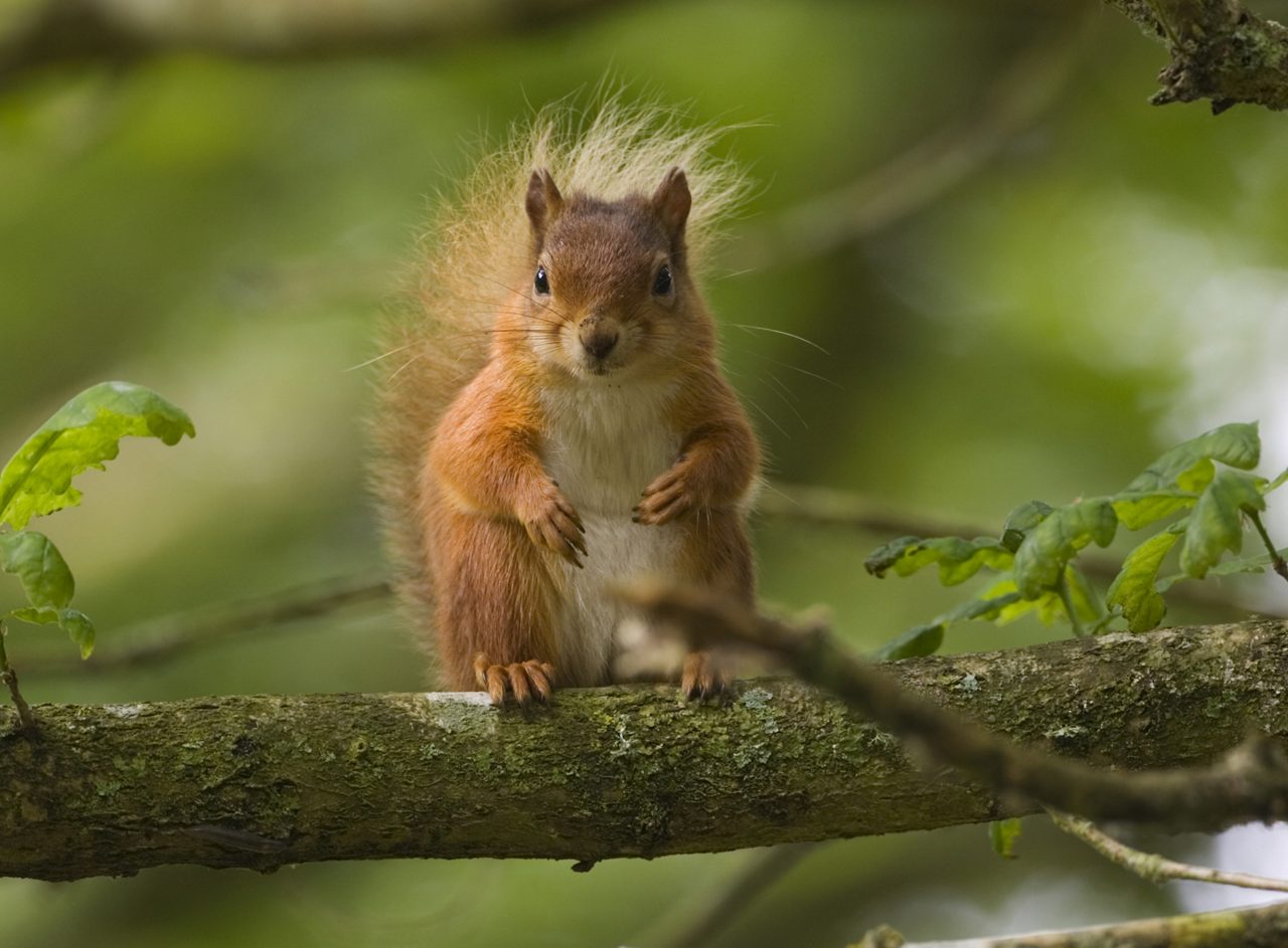 A red squirrel sat on a branch.