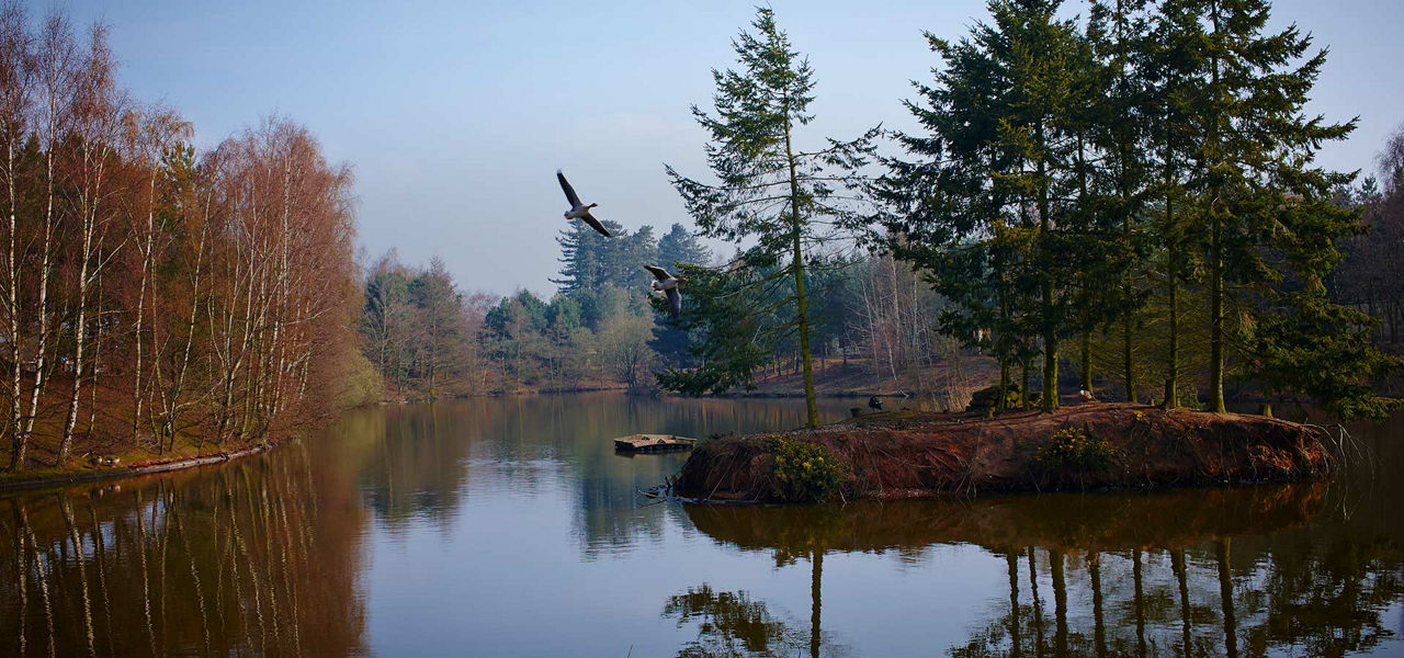 A view of the lake at Sherwood forest
