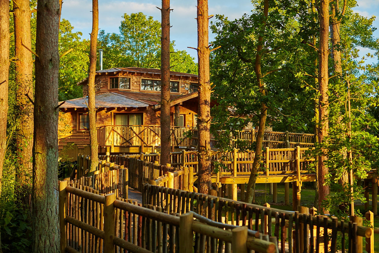 Treehouse in the golden sunset.
