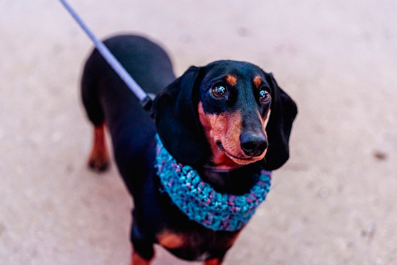 An image of a dog on a lead at Center Parcs.